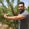 از نهال تا محصول، سفر شگفت انگیز بادام در باغ شما